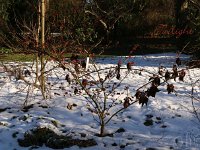 Hamamelis Twilight 2015 02 07 3097